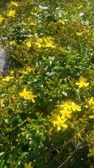Hypericum glandulosum
