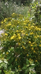 Hypericum glandulosum