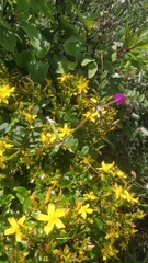 Hypericum glandulosum