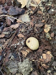 Scleroderma citrinum