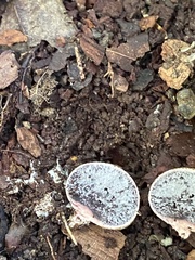 Scleroderma citrinum