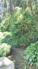 Platycladus orientalis