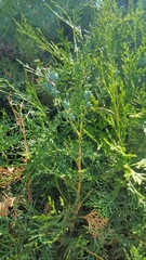 Platycladus orientalis