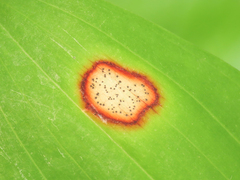 Phyllosticta convallariae