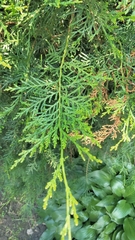 Platycladus orientalis