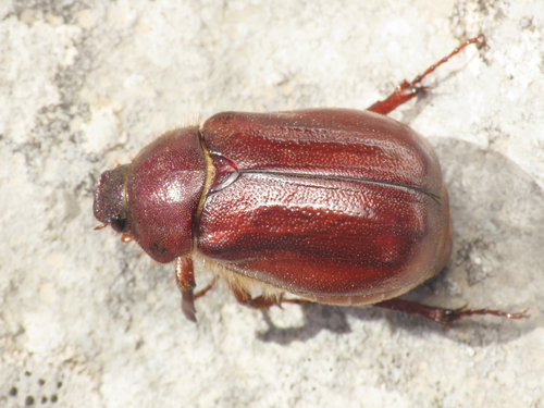 Holochelus fraxinicola