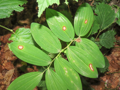 Phyllosticta convallariae