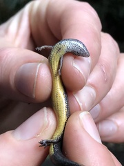 Anepischetosia