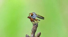 Ommatius floridensis