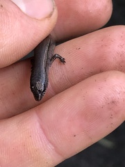 Anepischetosia