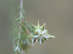 Calytrix brownii