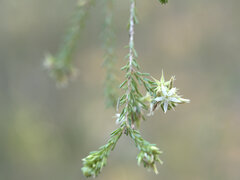 Calytrix brownii