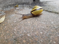 Cepaea nemoralis