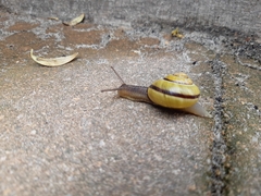 Cepaea nemoralis
