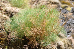 Lomatium klickitatense