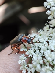 Cantharis rustica