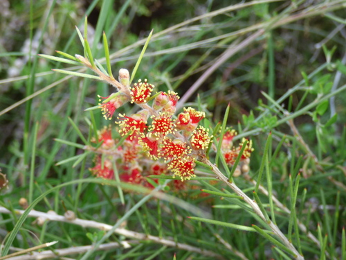 Prickly bottlebrush (Melaleuca brachyandra)