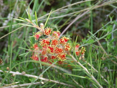 Melaleuca brachyandra