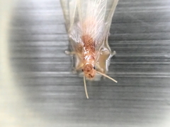 Coptotermes formosanus