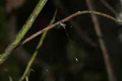 Ecchlorolestes nylephtha