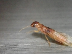 Coptotermes formosanus