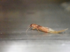 Coptotermes formosanus