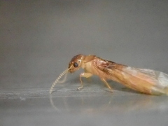Coptotermes formosanus