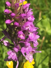 Dactylorhiza majalis baltica