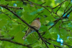Fringilla coelebs