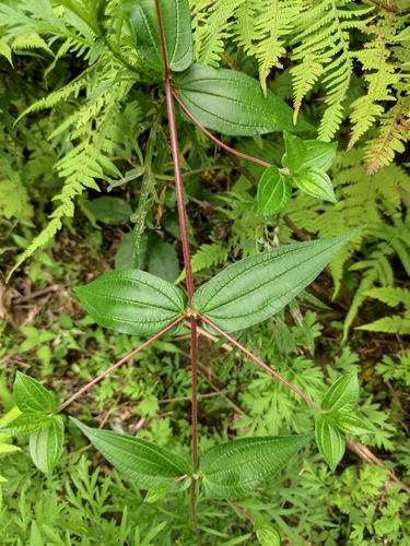 Hairy Pouzolz's Bush