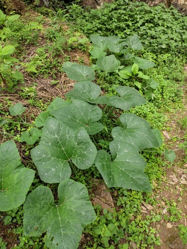 Squash