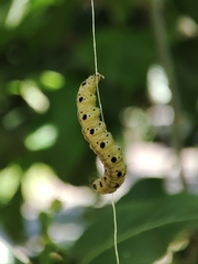 Yponomeuta
