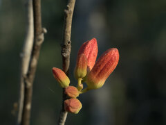 Brachychiton megaphyllus