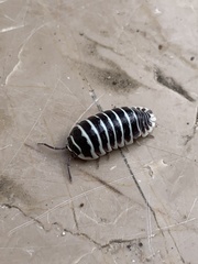Armadillidium maculatum