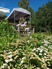 Cicerbita macrophylla