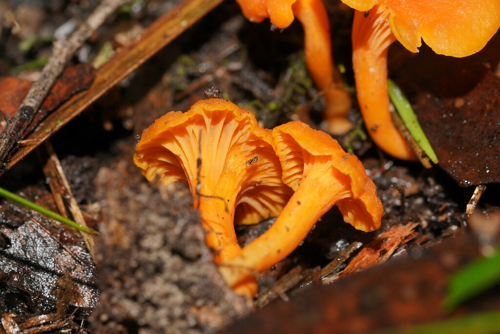 Australian chanterelle from Wesburn VIC 3799, Australia on June 22