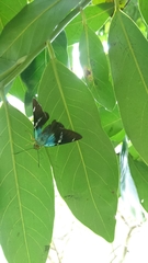 Astraptes fulgerator azul