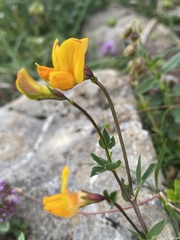 Lotus alpinus
