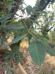 Ficus neriifolia