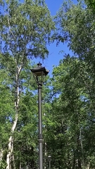 Phoenicurus phoenicurus