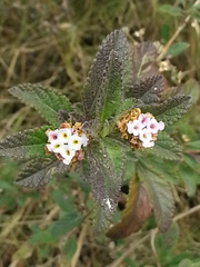 Lippia junelliana