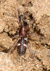 Ibala