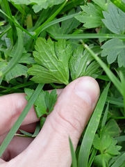 Ranunculus repens