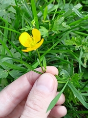 Ranunculus repens