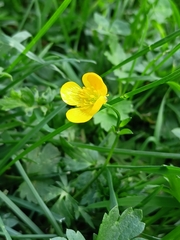 Ranunculus repens
