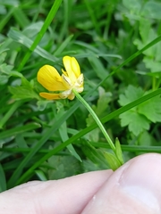 Ranunculus repens
