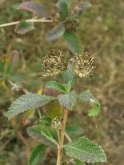 Lippia junelliana