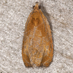Olethreutes ochrosuffusanum