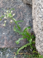 Capsella bursa-pastoris
