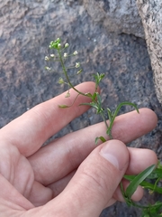 Capsella bursa-pastoris